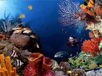scuba-diving